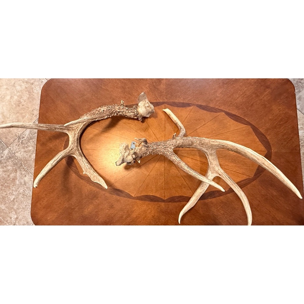 Matched Whitetail Deer Antler Pair 9 Point 4x5 Rustic‎ Cabin Lodge Hunting Decor